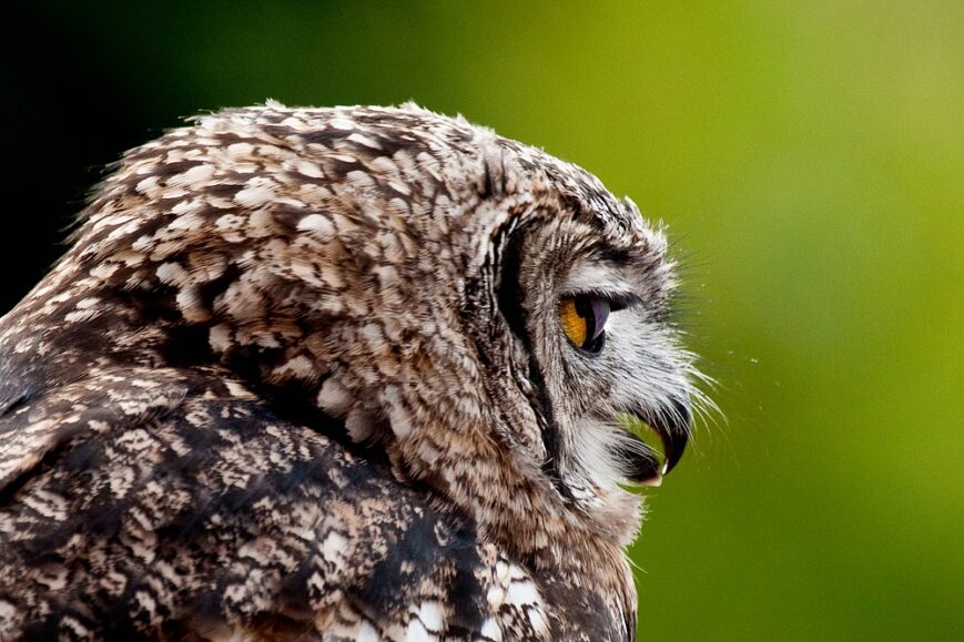Uil, Owl